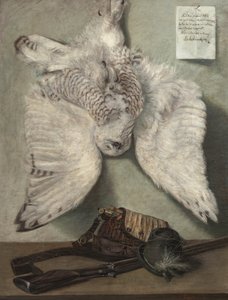 Harfang des neiges - Karel Purkyne